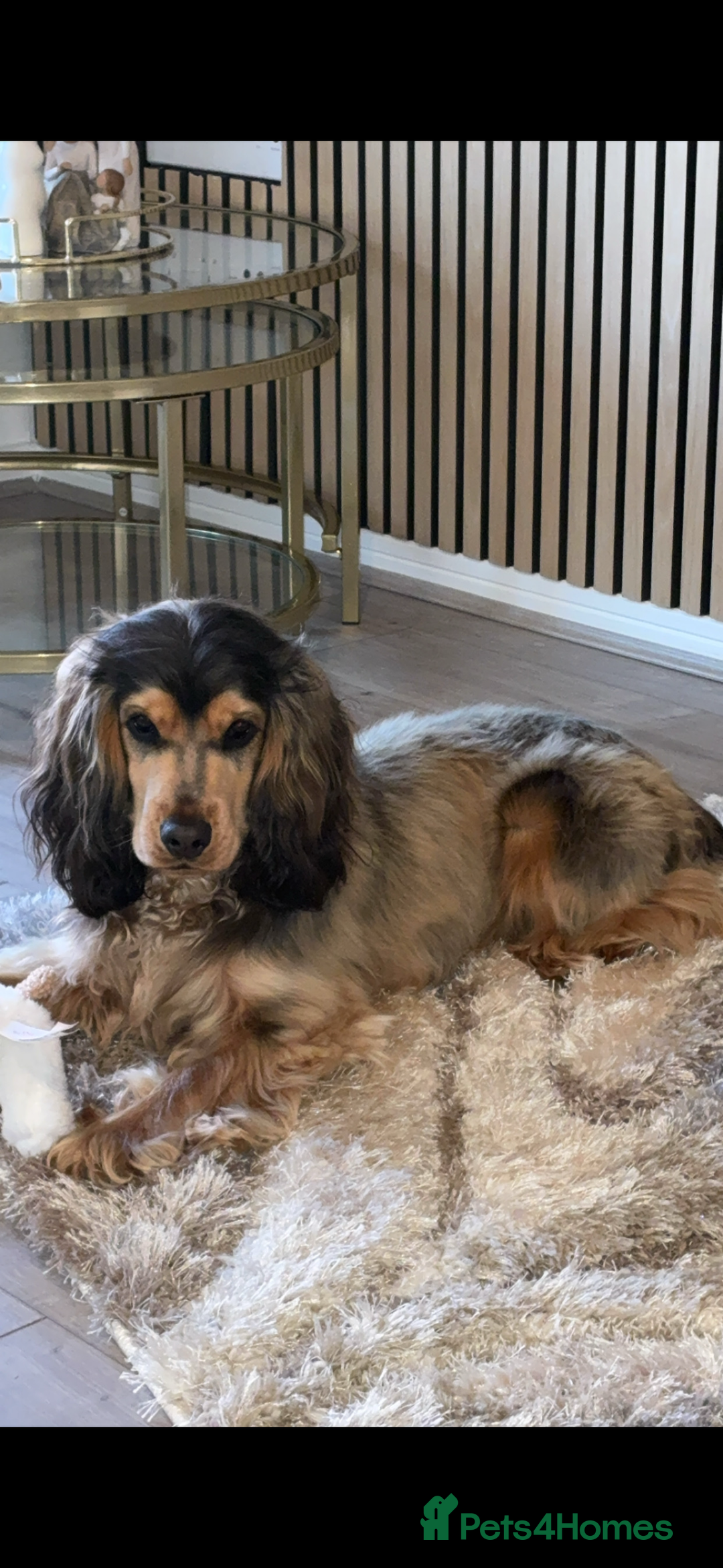 American Cocker Spaniel dogs for stud: 👑 PRINCE 👑  - Image 1