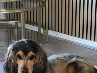 American Cocker Spaniel dogs - Advert 1