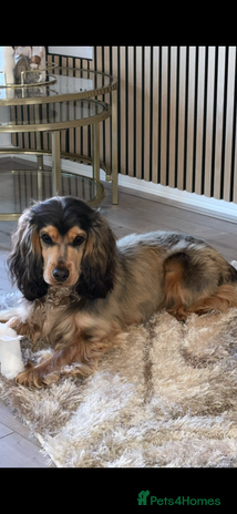 American Cocker Spaniel dogs - Advert 1