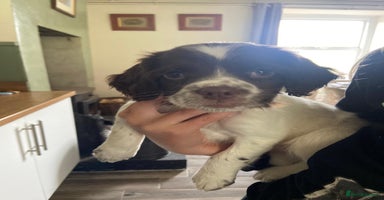 English Springer Spaniel dogs - Advert 12