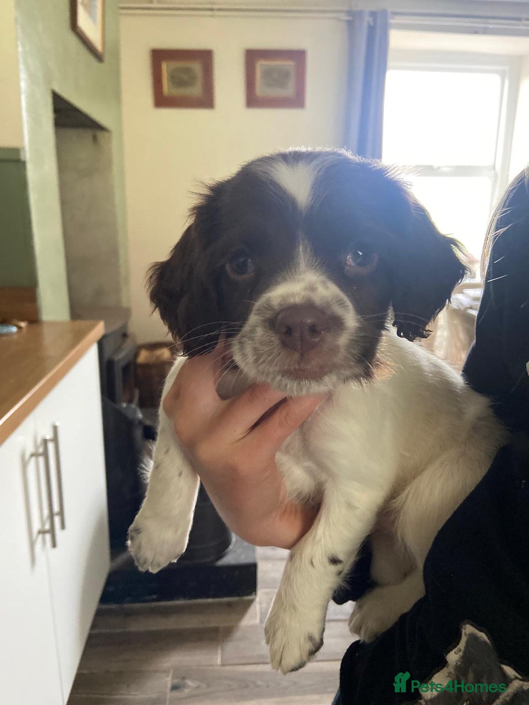 English Springer Spaniel dogs for sale: English Springer Spainel Puppies - Image 3
