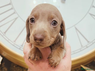 Miniature Dachshund dogs Beautiful kc mini dachshund girl ready 20 Dec 🐾 - Advert 16