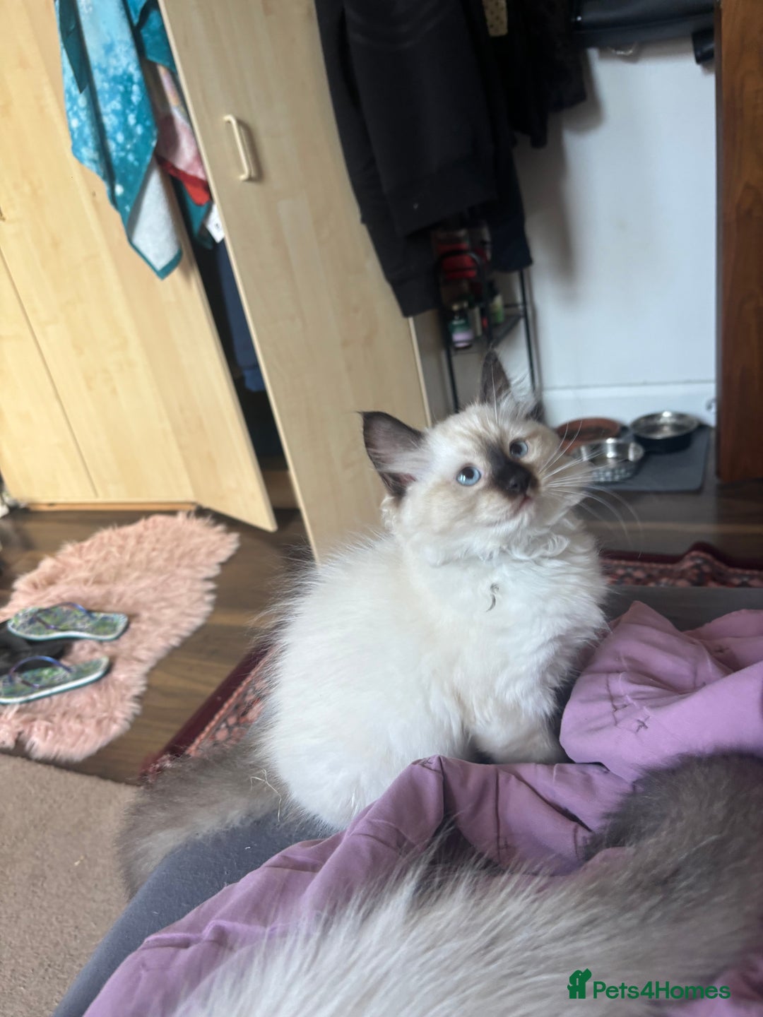 Ragdoll cats for sale: Ragdoll kittens - Image 14