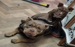 American Bully dogs for sale: Lovely pocket bully pup - Advert 2