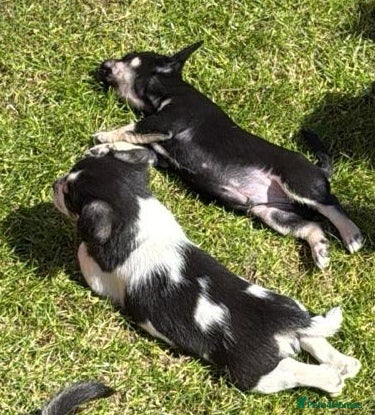 Jack Chi dogs Jackchi for sale  - Advert 2