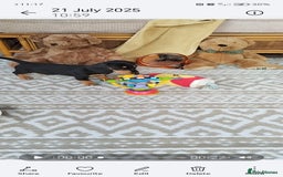 Miniature Dachshund dogs for sale: Mini dachshund  - Image 28