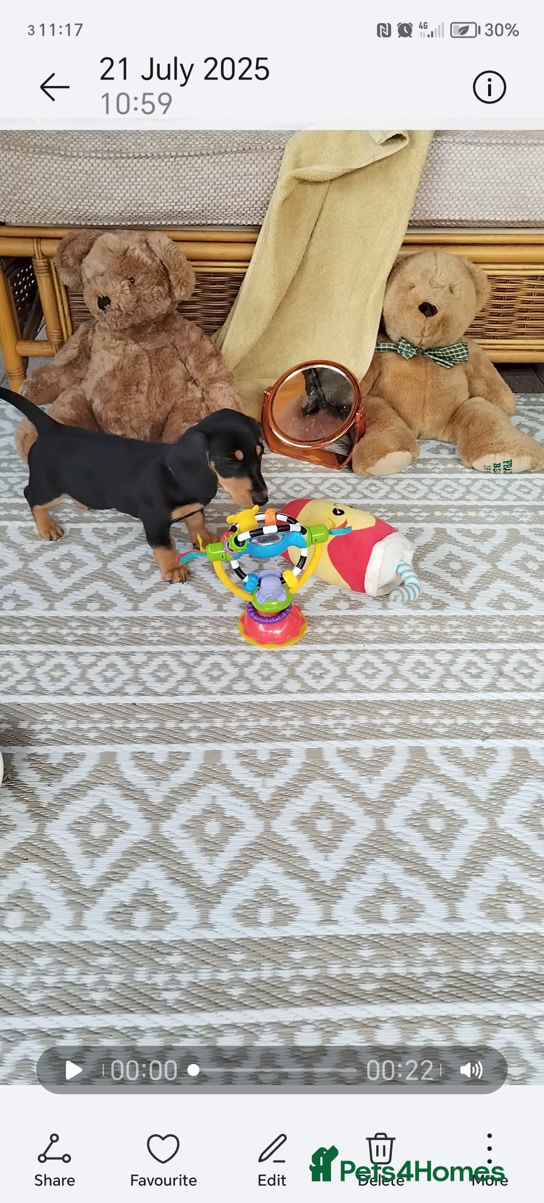 Miniature Dachshund dogs for sale: Mini dachshund  - Image 28