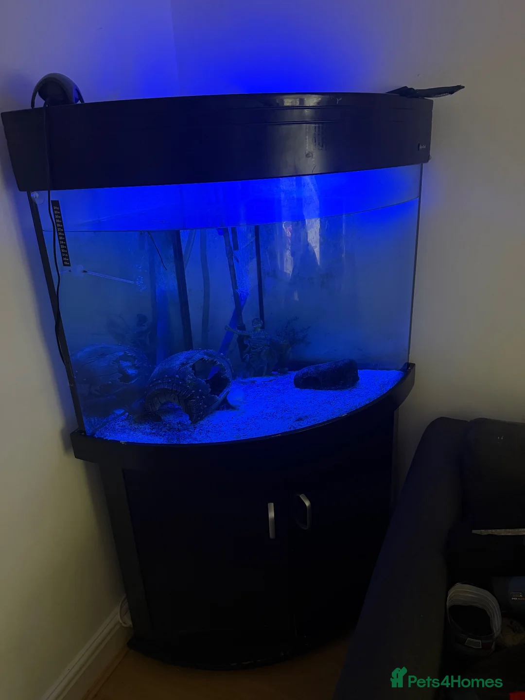 Axolotl reptiles for sale: Axolotls  - Advert 1