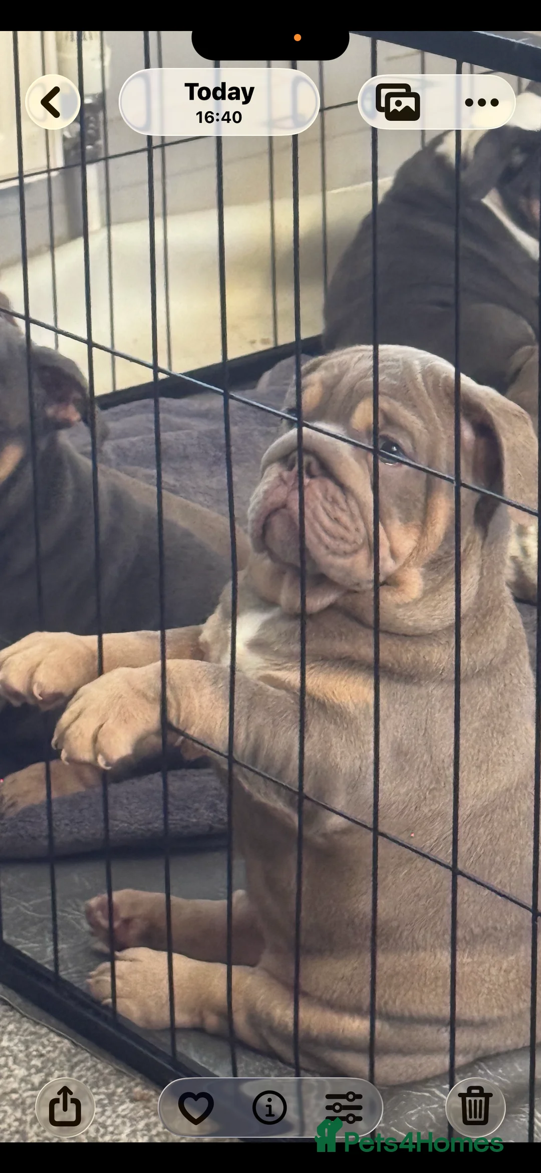 English Bulldog dogs for sale: Mrmatthew - Advert 6
