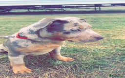 Mixed Breed dogs for sale: American bully x Shar pei  - Image 3