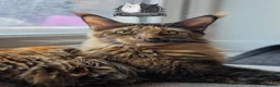 Maine Coon cats for sale: Beautiful TICA Registered Maine Coon Kittens - Advert 9