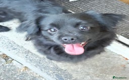 Mixed Breed dogs for sale: Pom X  - Advert 2
