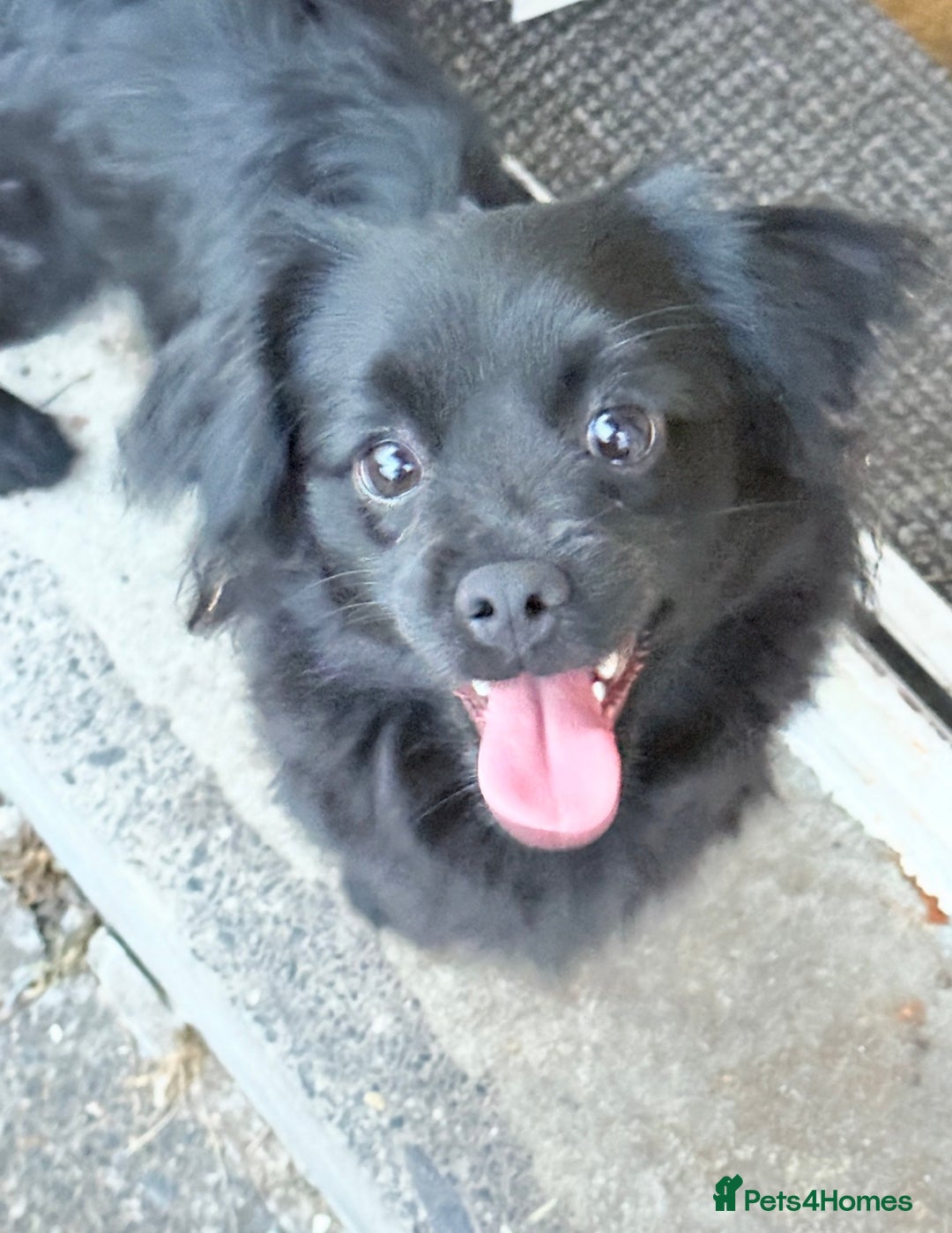 Mixed Breed dogs for sale: Pom X  - Advert 2