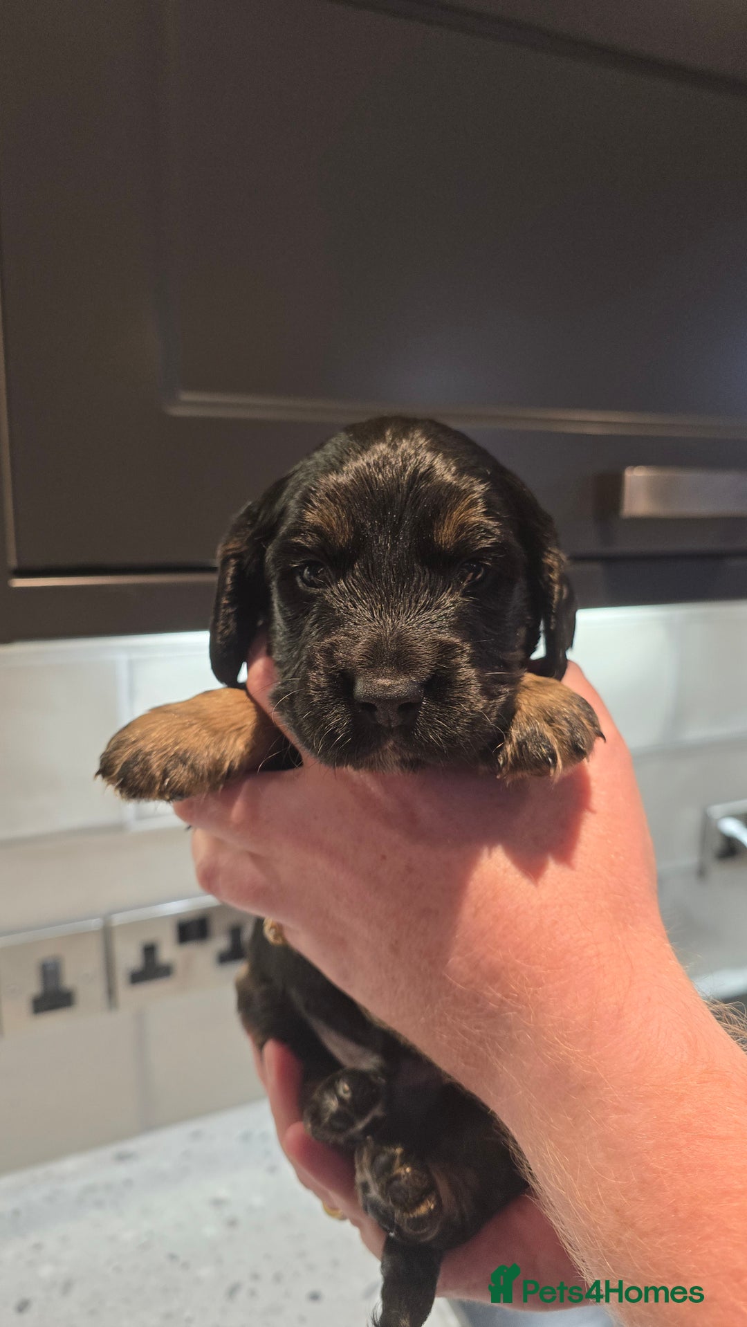 Cockapoo dogs for sale: Cockapoo Puppies - Image 3