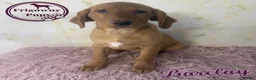 Labrador Retriever dogs for sale: 🧡 Barclay 🧡 Handsome FR Boy 🧡 READY NOW 🧡 - Advert 9