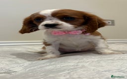 Cavalier King Charles Spaniel dogs for sale: Extensively health tested parent cavalier puppy’s  - Image 21