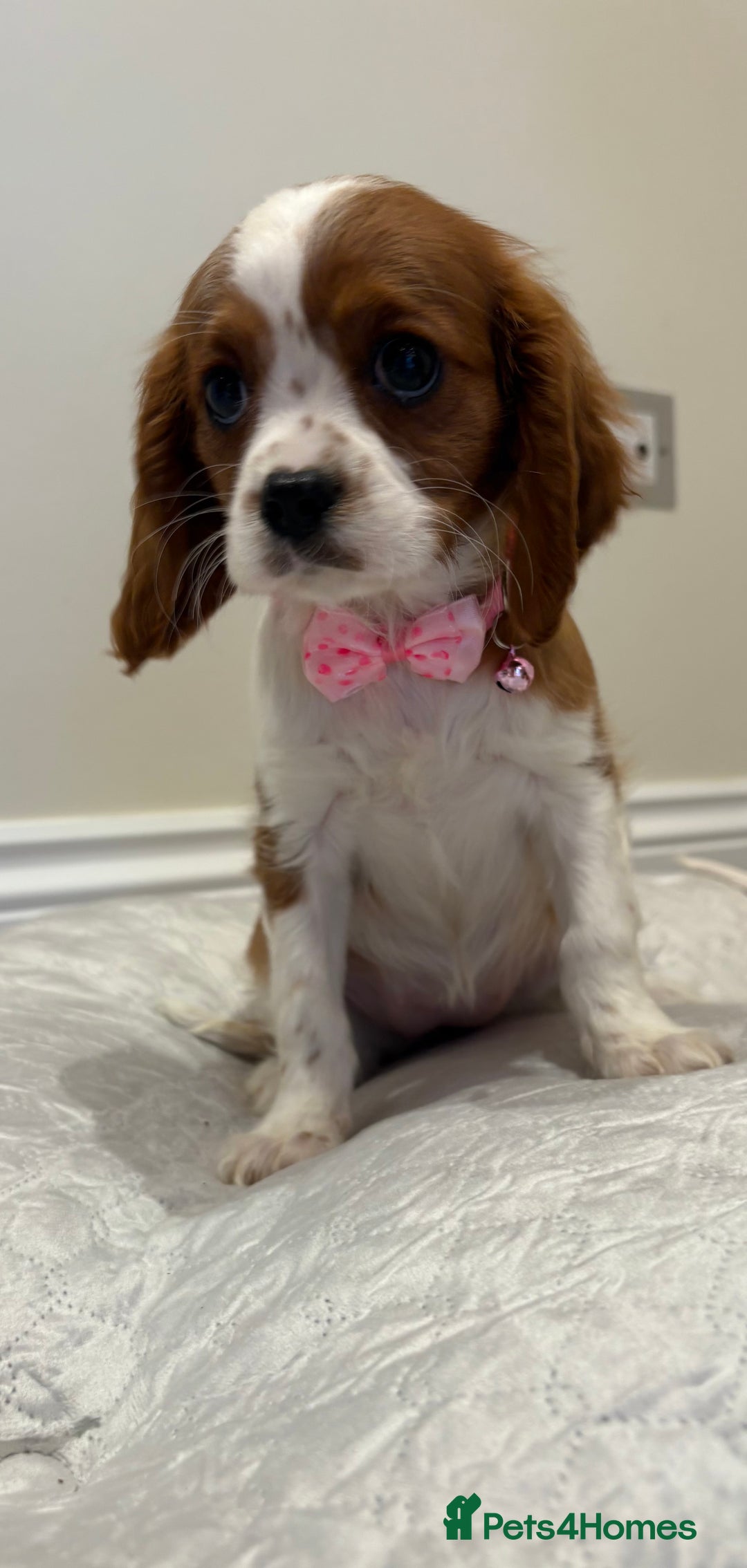 Cavalier King Charles Spaniel dogs for sale: Extensively health tested parent cavalier puppy’s  - Image 21