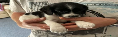 English Springer Spaniel 5 Lydia 