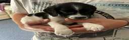 English Springer Spaniel dogs for sale: Beautiful springer spaniel puppies - Advert 3