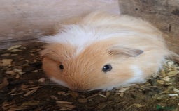Guinea Pig rodents for sale: Male guinea pigs  - Image 2