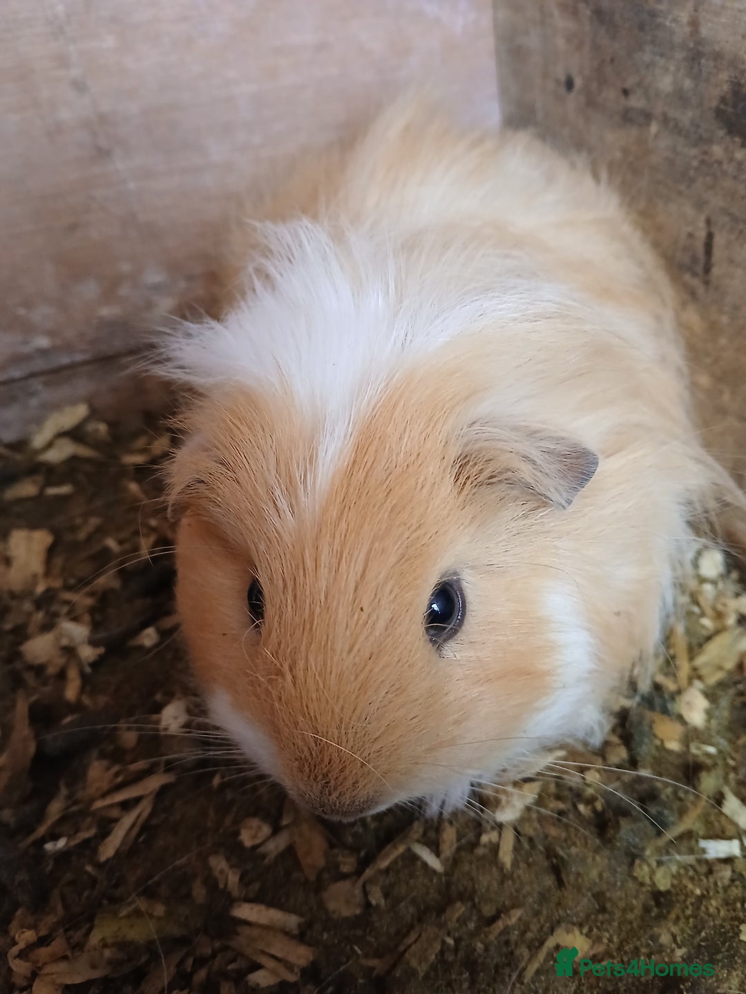 Guinea Pig rodents for sale: Male guinea pigs  - Image 2