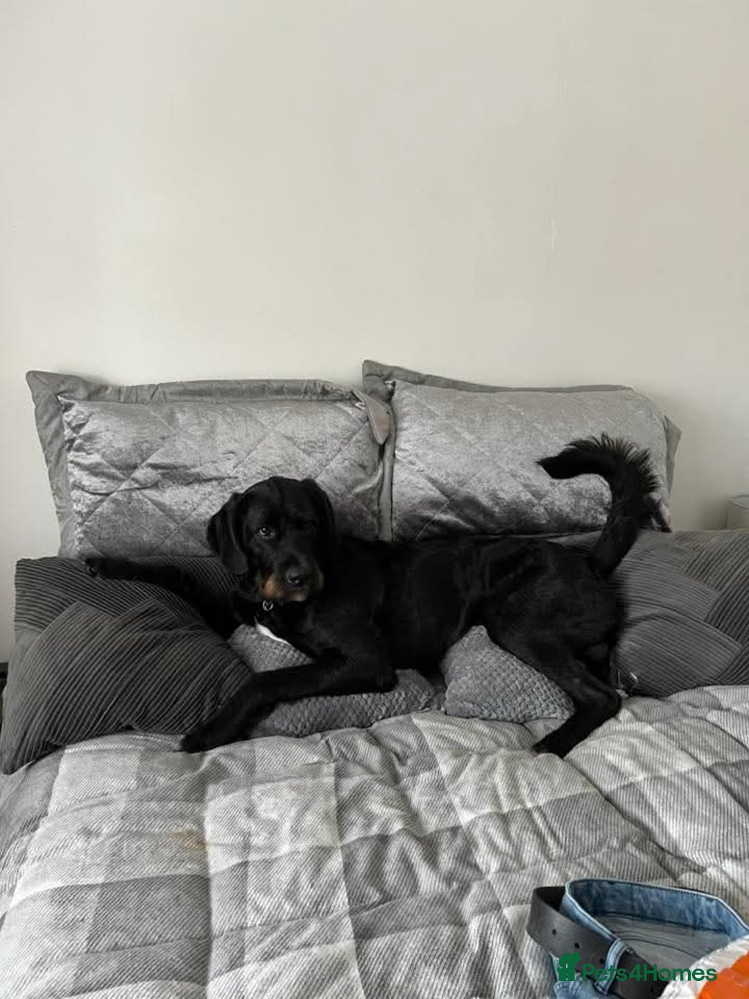 Mixed Breed dogs for sale: St Bernadoodle -READY NOW 🥰 1 Girl remaining 🩷 - Image 18
