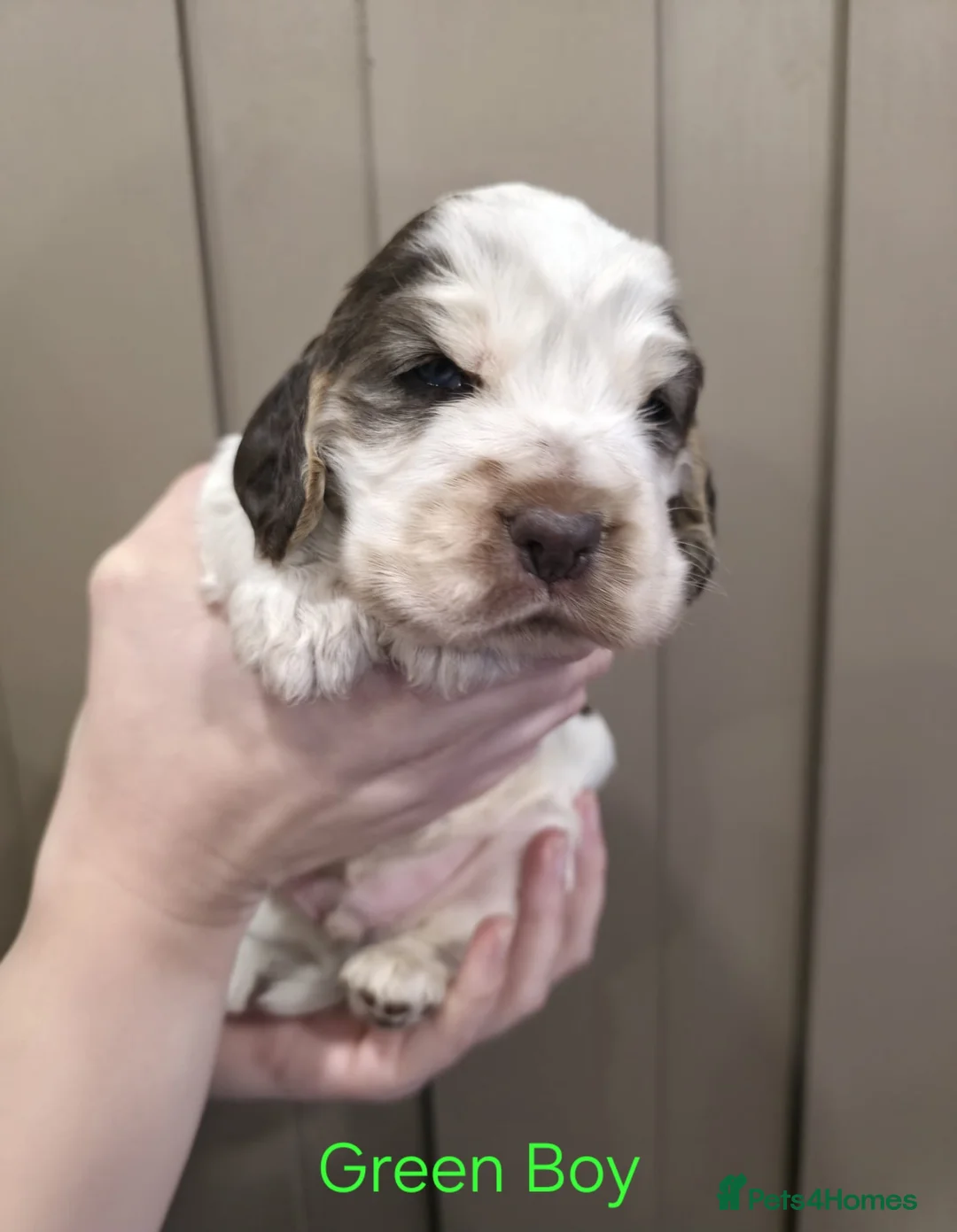 Cocker Spaniel dogs for sale: Show Type Cocker Spaniels Ready to leave now - Advert 8