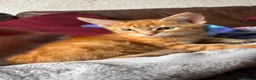 Maine Coon cats for sale:  READY TODAY Maine Coon Kittens - Advert 27