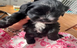 Mixed Breed dogs for sale: miniature schnauzer - Image 14