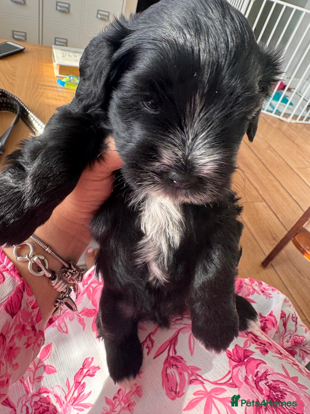 Mixed Breed dogs for sale: miniature schnauzer - Image 14