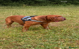 Dogue De Bordeaux dogs for stud: **STUNNING YOUNG STUD** in Nottingham - Image 1
