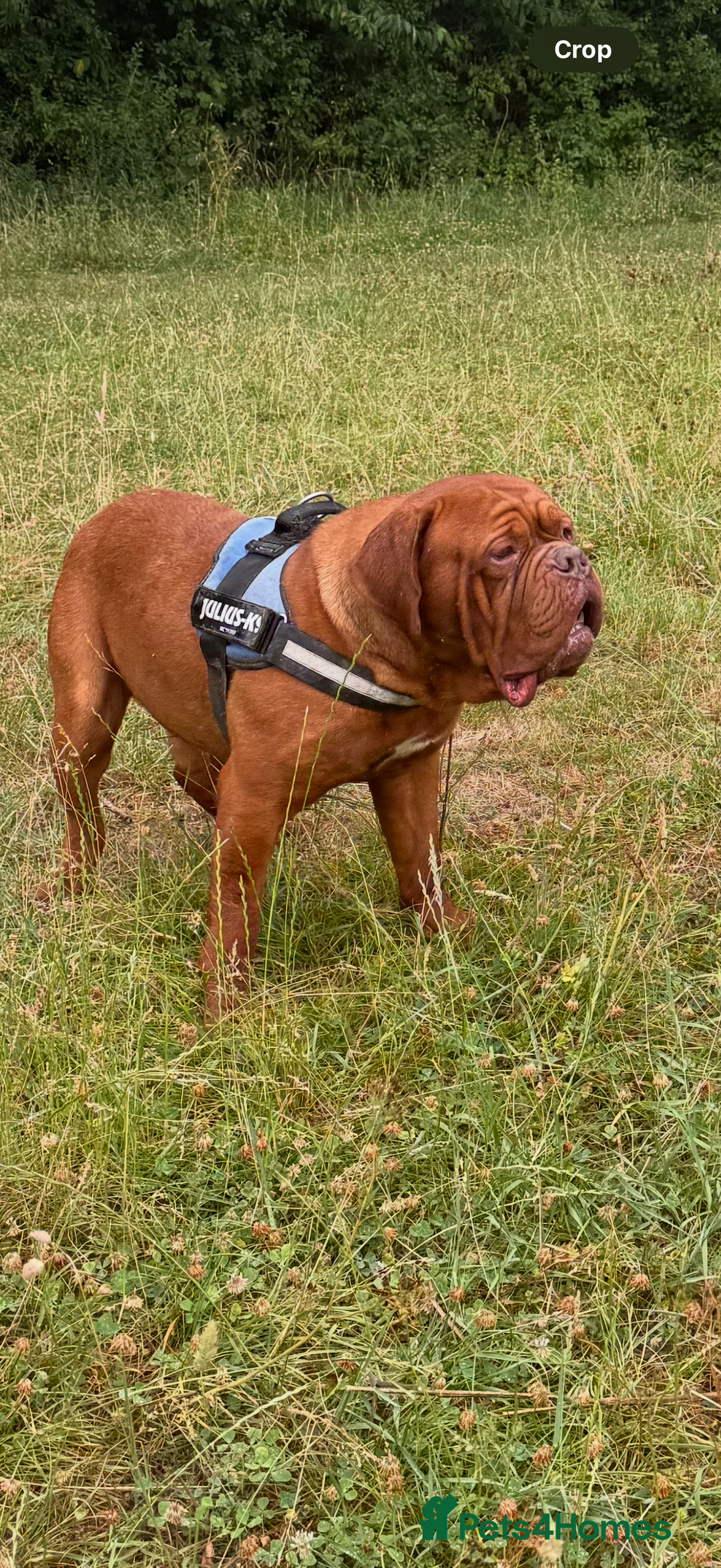 Dogue De Bordeaux dogs for stud: **STUNNING YOUNG STUD** in Nottingham - Image 1