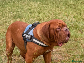 Dogue De Bordeaux dogs **STUNNING YOUNG STUD** in Nottingham - Advert 10