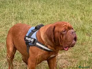 Dogue De Bordeaux dogs **STUNNING YOUNG STUD** in Nottingham - Advert 1