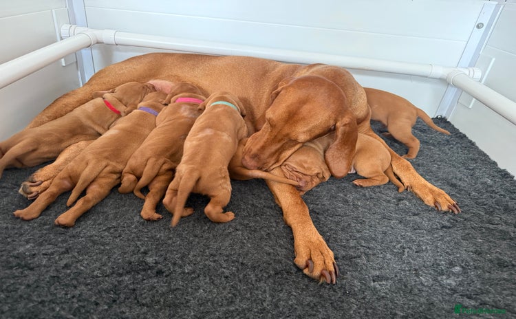 Hungarian Vizsla dogs - Advert 1