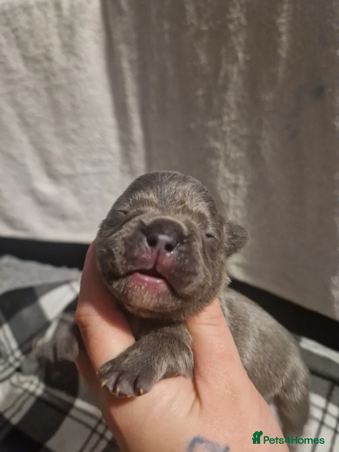 French Bulldog dogs for sale: Lilac blue and merle frenchies  - Advert 16