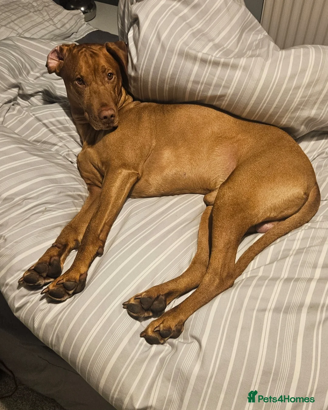 Hungarian Vizsla dogs for stud: Rummy the Vizsla- Available for Stud FREE!! in Middlesbrough - Advert 11