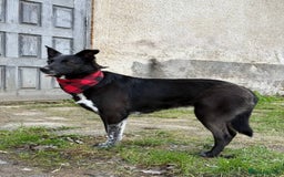 Mixed Breed dogs for adoption: 💖🐶 CARMEN 🐶💖 - Image 4