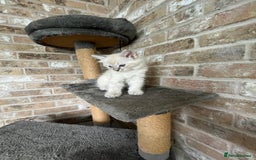 Ragdoll cats for sale: One female Ragdoll left  in Cambridge - Image 14