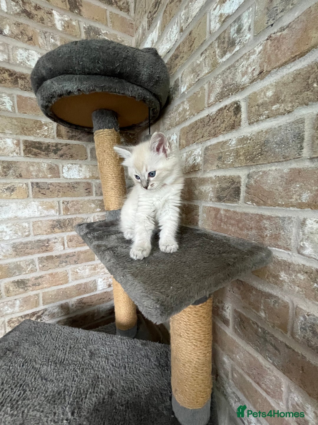 Ragdoll cats for sale: One female Ragdoll left  in Cambridge - Image 14
