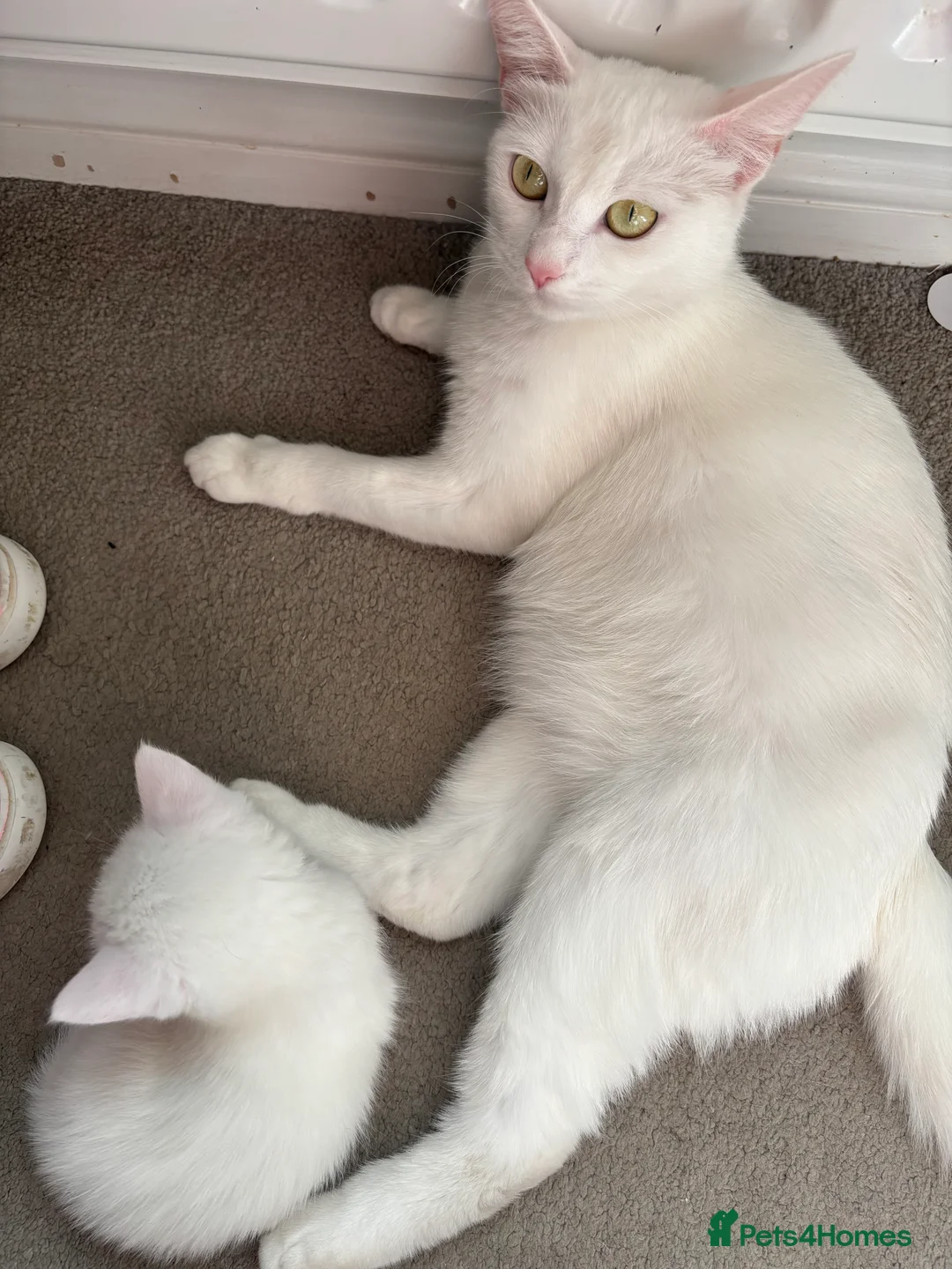 Mixed Breed cats for sale: 2 Lovely Black Kittens for Sale  - Advert 2