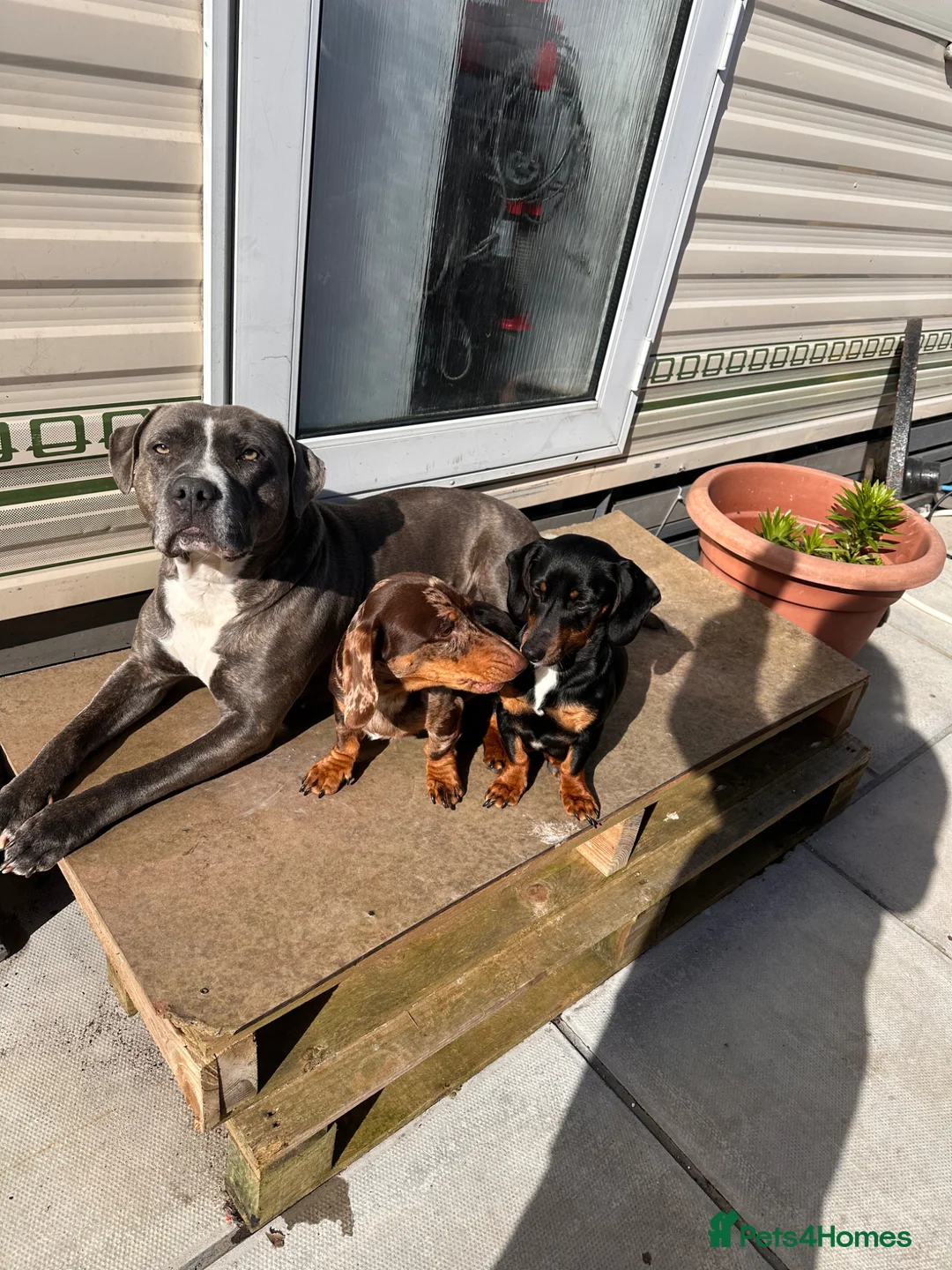 Mixed Breed dogs for sale: Miniature dachshunds cross Jack Russel  in Chichester - Advert 2