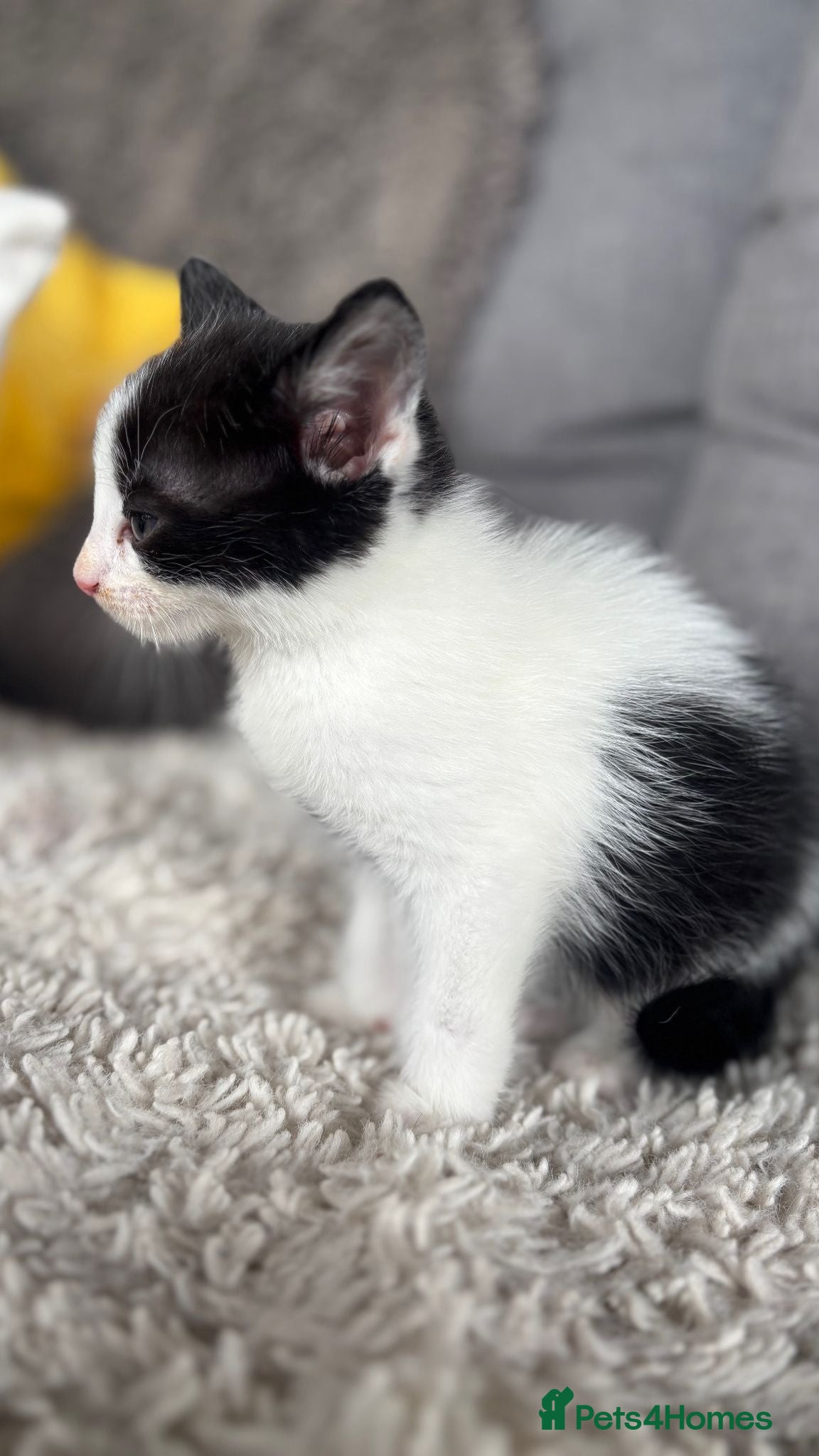 Mixed Breed cats for sale: BEAUTIFUL KITTENS FOR SALE!💕 in Sandbach - Advert 4