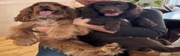Cocker Spaniel dogs for sale: Litter of Cute Cocker Spaniels in Liverpool - Advert 24