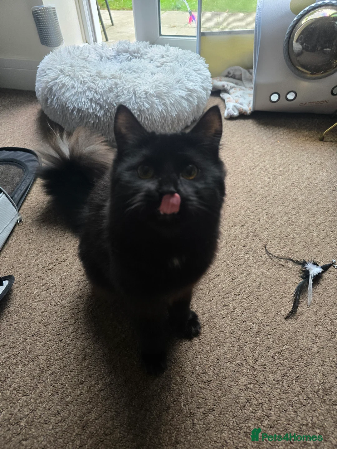 Mixed Breed cats for sale: Freya Black Female with lots of stuff  - Advert 8