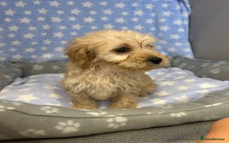Cockapoo dogs for sale: 5 cockapoo boys for sale - Image 10