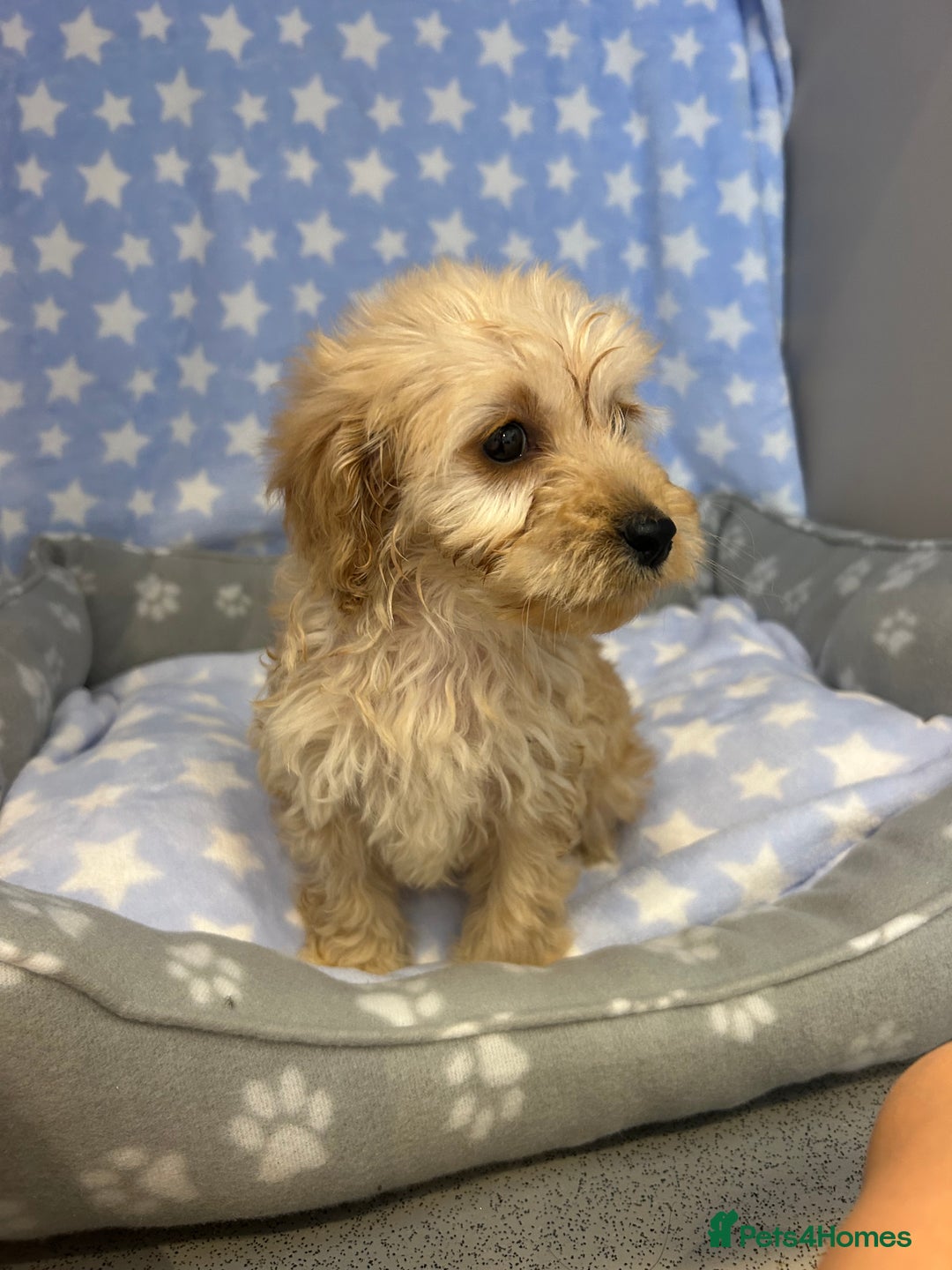 Cockapoo dogs for sale: 5 cockapoo boys for sale - Image 10