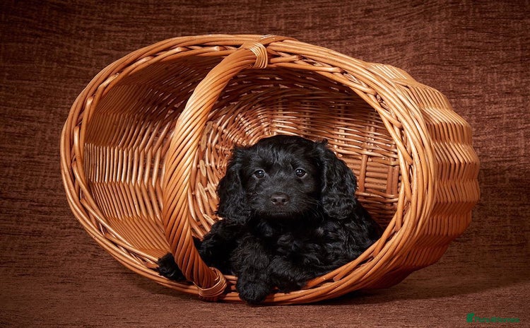 Cockapoo dogs - Advert 4