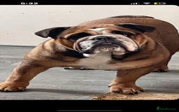 English Bulldog dogs for sale: Stunning KC registered English Bulldogs 4 left - Image 2