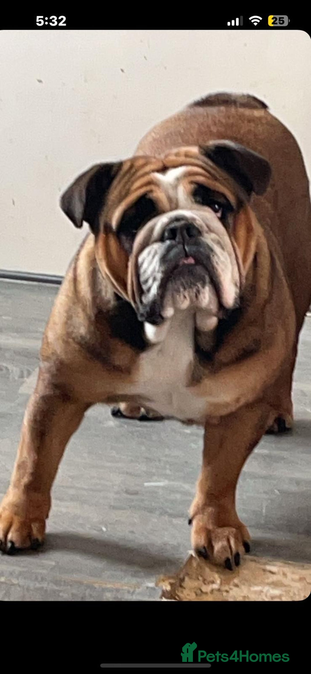 English Bulldog dogs for sale: Stunning KC registered English Bulldogs 4 left - Image 2